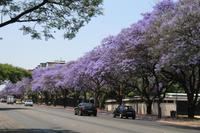 Jacaranda-Blüte in Pretoria