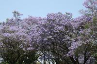 Jacaranda-Blüte in Pretoria