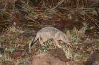Safari im Pilanesberg-Nationalpark