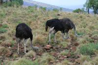 Safari im Pilanesberg-Nationalpark
