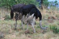 Safari im Pilanesberg-Nationalpark