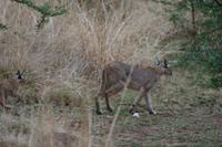 Safari im Pilanesberg-Nationalpark