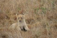 Safari im Pilanesberg-Nationalpark