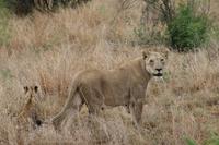 Safari im Pilanesberg-Nationalpark