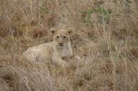 Safari im Pilanesberg-Nationalpark