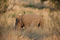 Safari im Pilanesberg-Nationalpark