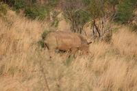 Safari im Pilanesberg-Nationalpark