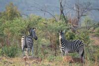Safari im Pilanesberg-Nationalpark