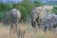 Safari im Pilanesberg-Nationalpark