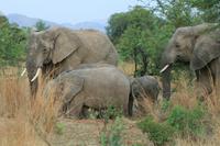 Safari im Pilanesberg-Nationalpark