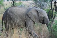 Safari im Pilanesberg-Nationalpark