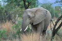 Safari im Pilanesberg-Nationalpark