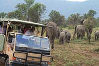 Safari im Pilanesberg-Nationalpark