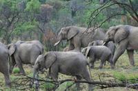 Safari im Pilanesberg-Nationalpark