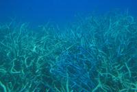 Cairns - Great Barrier Reef
