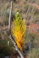 Pflanzenwelt am Ayers Rock