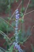 Pflanzenwelt am Ayers Rock