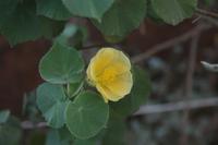 Pflanzenwelt am Ayers Rock