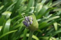 Botanischer Garten Sydney