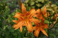 Botanischer Garten Sydney