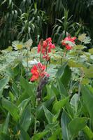 Botanischer Garten Sydney