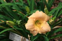 Botanischer Garten Sydney