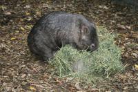 Wombat im Featherdale Tierpark