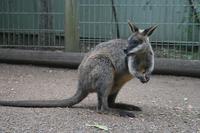 Im Featherdale Tierpark