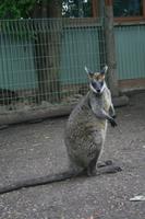 Im Featherdale Tierpark