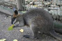 Im Featherdale Tierpark