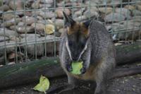 Im Featherdale Tierpark
