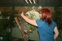 Im Featherdale Tierpark