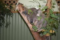 Im Featherdale Tierpark