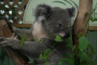 Im Featherdale Tierpark