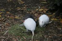Im Featherdale Tierpark