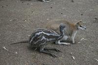 Im Featherdale Tierpark