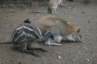 Im Featherdale Tierpark