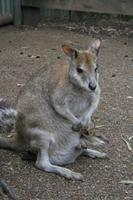 Im Featherdale Tierpark