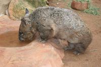 Wombat im Featherdale Tierpark