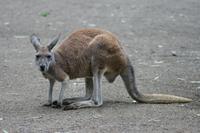 Im Featherdale Tierpark