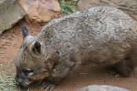 Wombat im Featherdale Tierpark