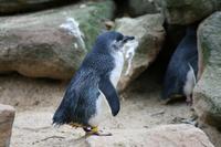 Im Featherdale Tierpark