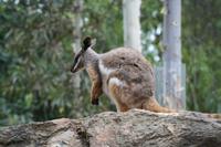 Im Featherdale Tierpark