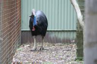 Im Featherdale Tierpark
