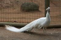 Im Featherdale Tierpark