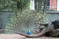 Im Featherdale Tierpark