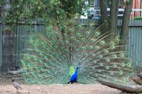 Im Featherdale Tierpark