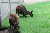 Im Featherdale Tierpark