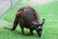 Im Featherdale Tierpark