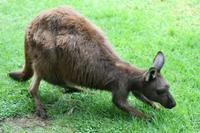 Im Featherdale Tierpark